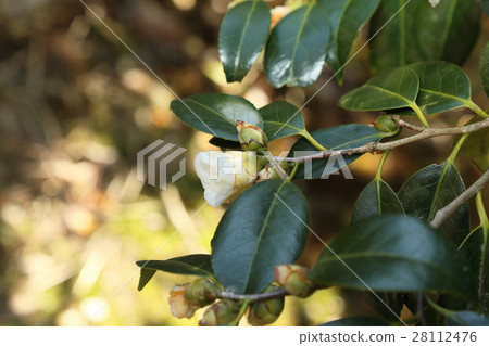 Hanabaki winter flower winter image Hanabaki winter flower winter image 28112476
