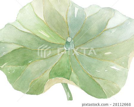 荷葉 荷葉 28112668