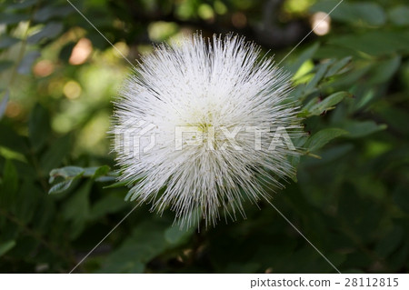 Kari Andorra fleematake kefara Kari Andorra fleematake kefara 28112815