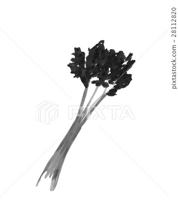 Celery yasai ink painting - Stock Illustration [28112820] - PIXTA