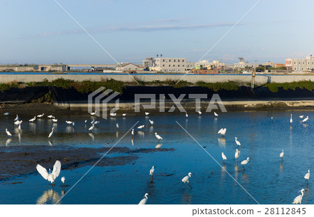 雲林口湖成龍溼地 28112845