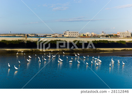 雲林口湖成龍溼地 28112846