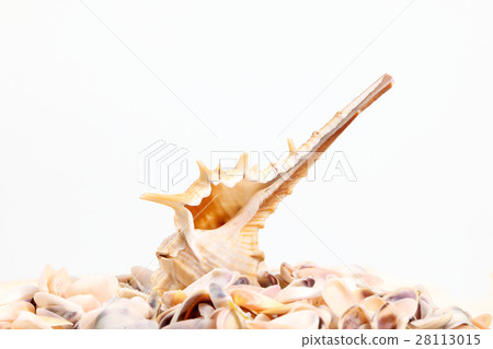 Sea Shell variety 28113015
