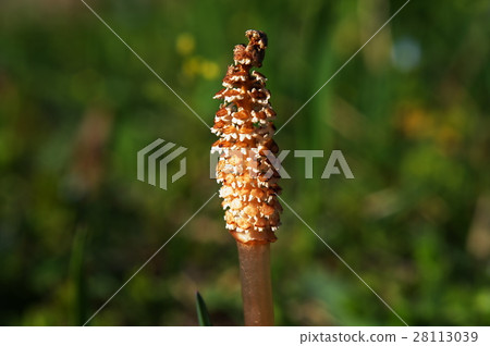 馬尾 馬尾 28113039