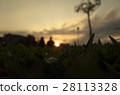 Fall, sunset, solitary 28113328