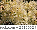 Yellow Higambana 28113329
