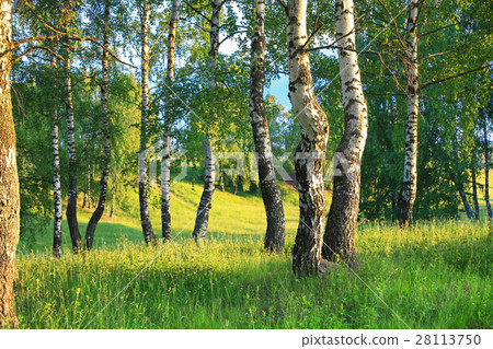 summer rural landscape with forest and  meadow  28113750