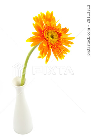 single gerbera  flower yellow on vase isolated 28113812