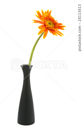 single gerbera  flower yellow on vase isolated 28113813