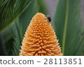 Hanamuguri to be absorbed in cycads 28113851