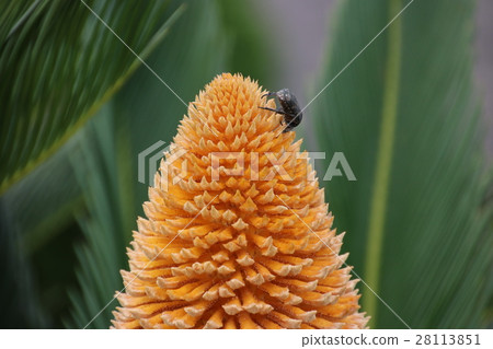 Hanamuguri to be absorbed in cycads 28113851