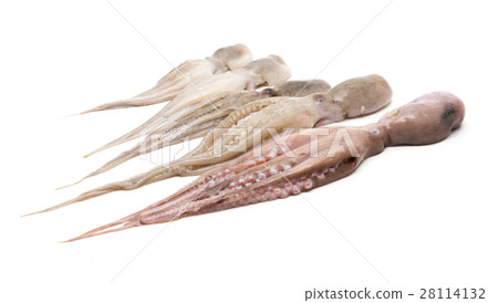 Raw octopus on white background Raw octopus on white background 28114132