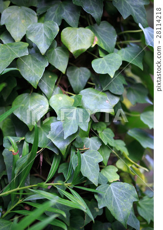 Ivy leaves 28114218
