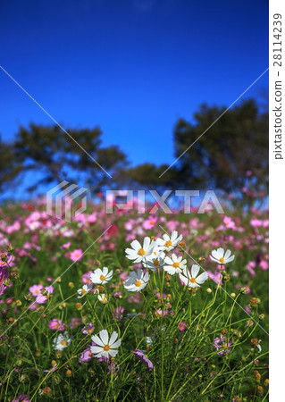 Cosmos field @ Shirakigami, Isahaya city, Nagasaki prefecture 28114239