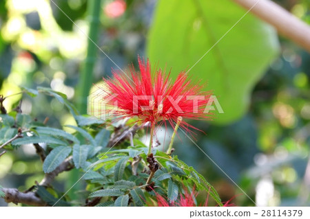 Kari Andorra fleematake kefara 28114379