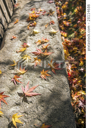 Fallen leaves on the stone Fallen leaves on the stone 28114686