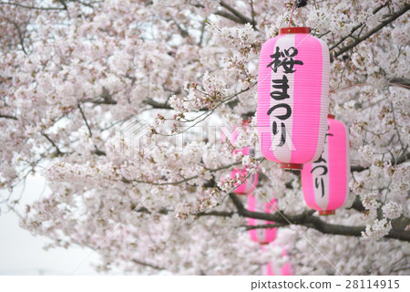 Cherry blossoms and lanterns 28114915