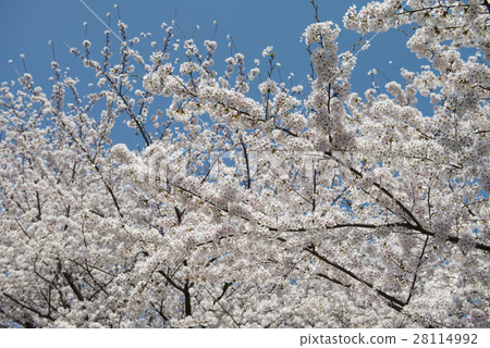 Nagoya castle and cherry blossoms 28114992