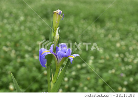 鳶尾花 28115198