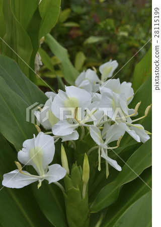 野薑花 28115199