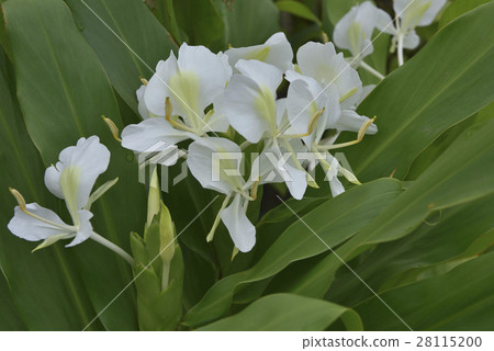 野薑花 28115200
