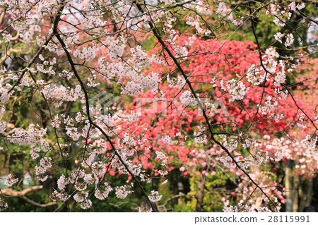 Impression of spring 28115991