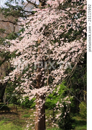 Impression of spring 28115992