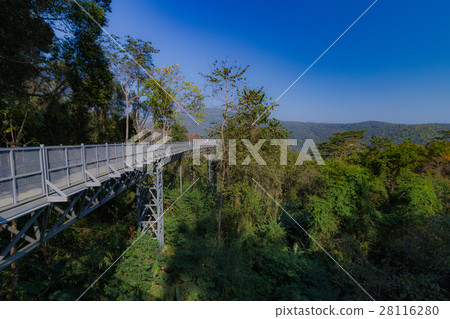 The Canopy walkway, Queen Sirikit Botanic Garden 28116280