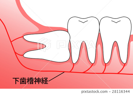 Wisdom Teeth Empire 28116344