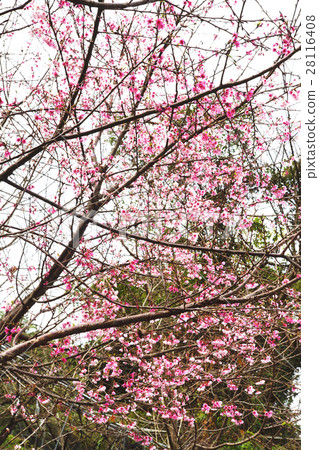 櫻花 櫻花 28116408