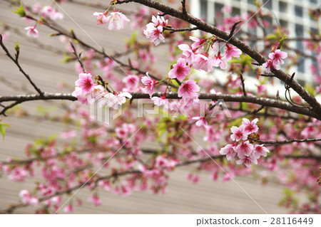 梅花 梅花 28116449