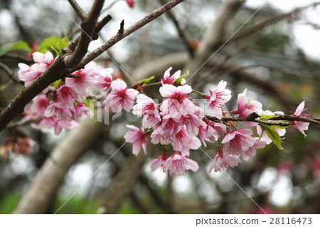 Cherry blossoms  Cherry blossoms  28116473