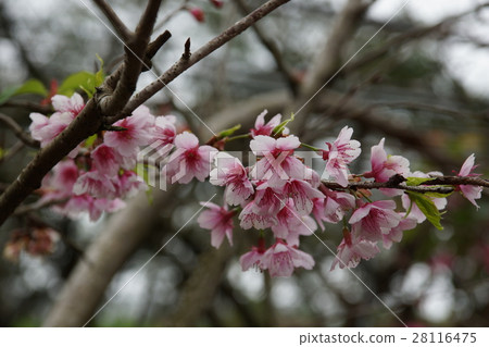 Plum blossoms 28116475