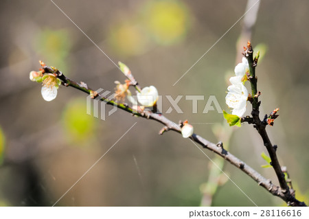 Plum blossoms 28116616