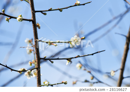 Plum blossoms Plum blossoms 28116627