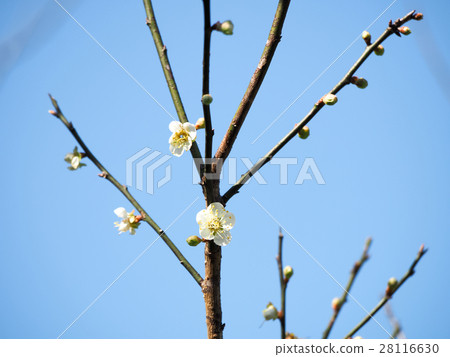 Plum blossoms 28116630