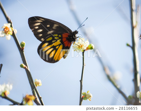 Plum blossoms Plum blossoms 28116655