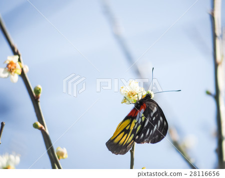 Plum blossoms 28116656