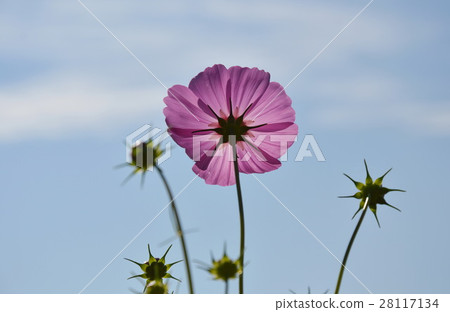 cosmos flower blooming in field and sky background cosmos flower blooming in field and sky background 28117134
