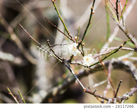 Plum blossoms Plum blossoms 28117266