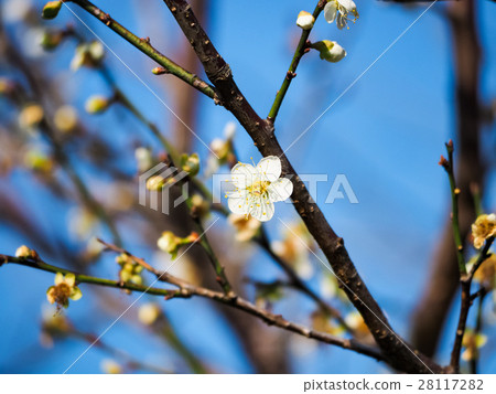 Plum blossoms 28117282