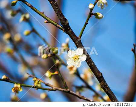 Plum blossoms 28117283