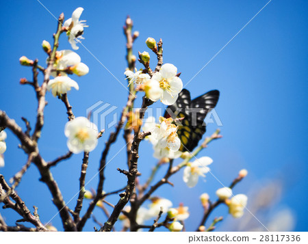 Plum blossoms 28117336