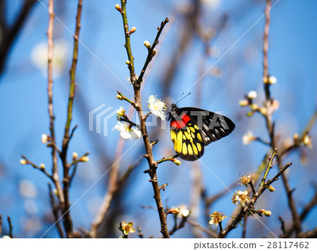 梅花 梅花 28117462