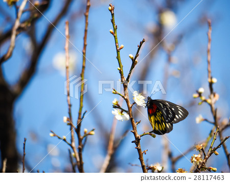 Plum blossoms 28117463