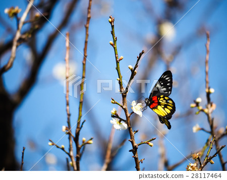 Plum blossoms 28117464