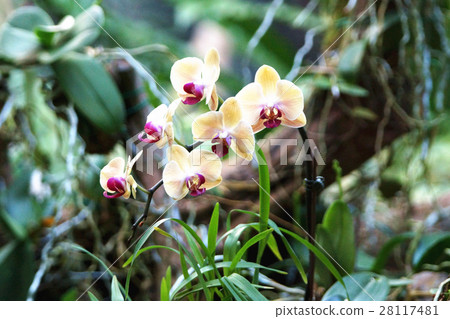 蘭花 蘭花 28117481