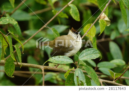 冠羽畫眉 28117643