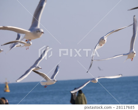 Seagull's flapping Seagull's flapping 28117685