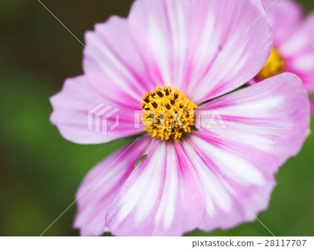 Blooming flower 28117707